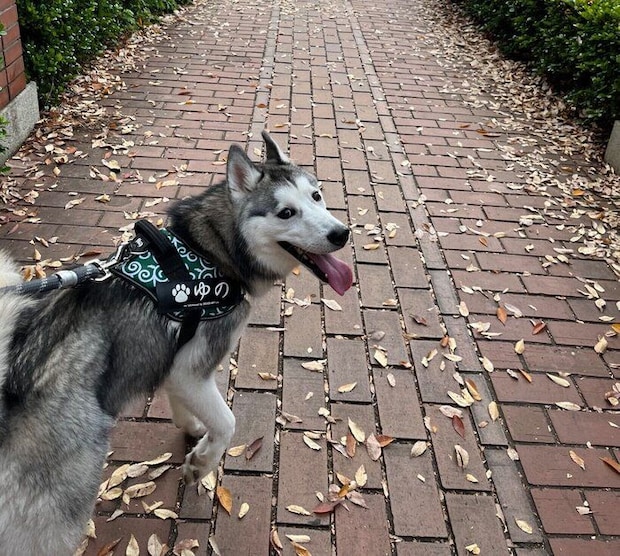 散歩中に後ろを振り返るゆのくん