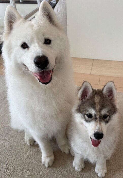 おやつ待ちをするスキーくん、パウくん