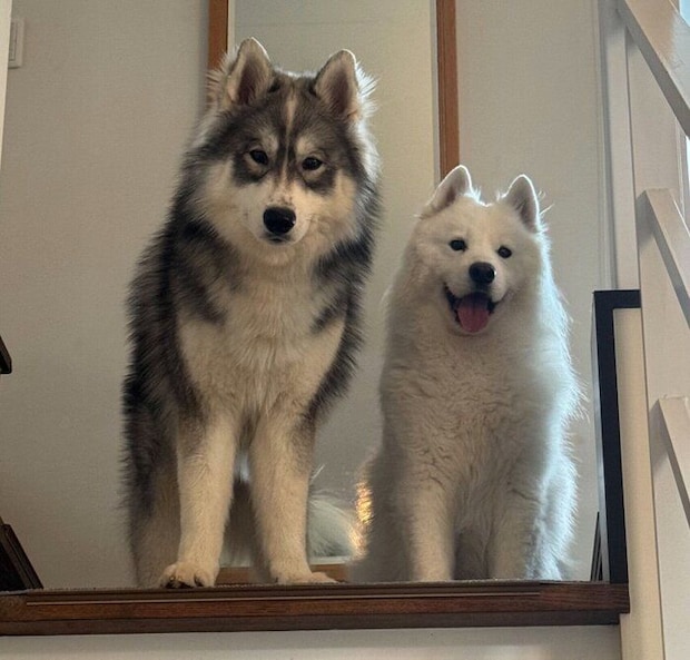 現在のスキーくん、パウくん