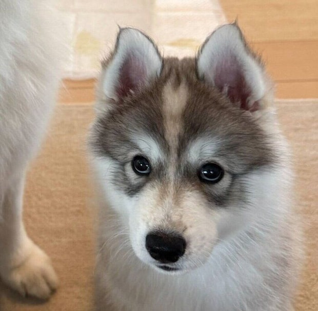 疑う目をするパウくん