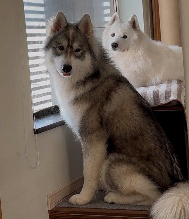 「おでかけする？」に反応するスキーくん、パウくん