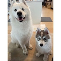 「『おやつ』を知る者と知らぬ者」先住犬と新入り子犬の“キラキラ笑顔と真顔の対比”にほっこり！