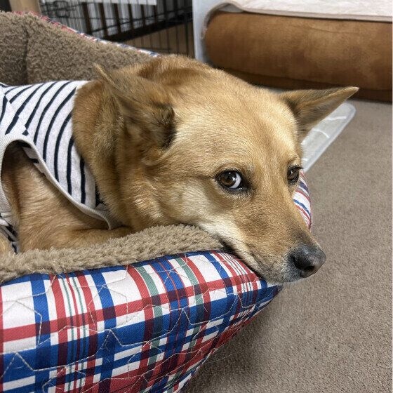 あったかベッドでカメラ目線のワンちゃん