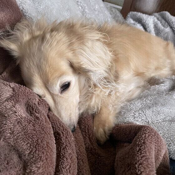 毛布の上でお昼寝中