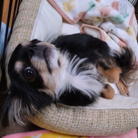 ベッドでリラックスするワンちゃん