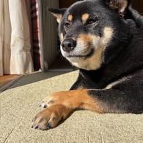 寒がりな犬ってどんな犬？ 犬が寒がっているサインと寒さ対策