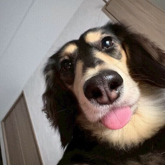 ミニチュア・ダックスフンド　ベロ出てはります