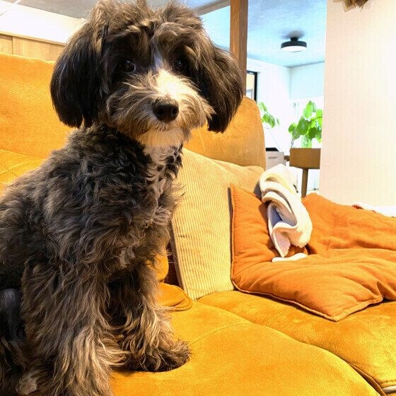 チャイニーズ・クレステッド・ドッグ　ジジ  