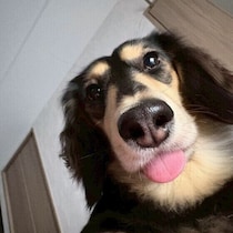 朝5時にペロペロ…犬が早朝に起こしにくる理由と飼い主が気をつけるべきこと