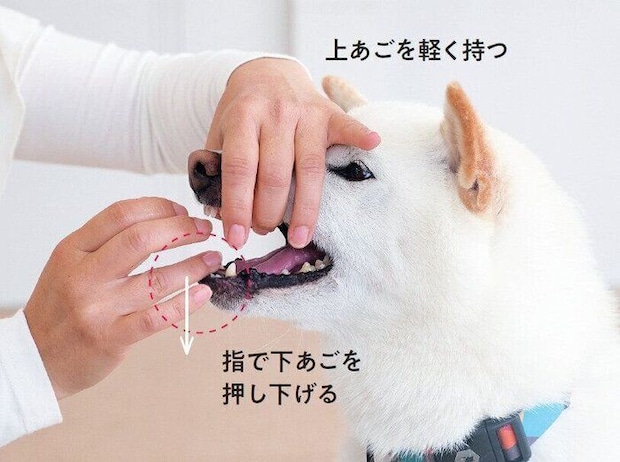 投薬練習をする柴犬