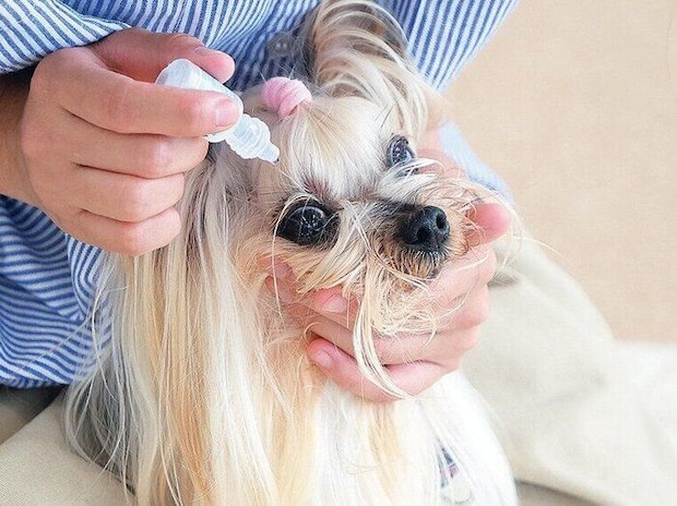 点眼されるヨークシャー・テリア