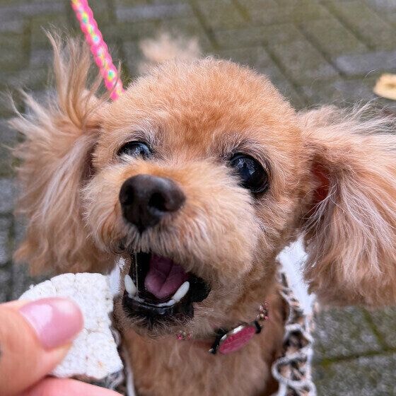 散歩中におやつをもらうトイ・プードル