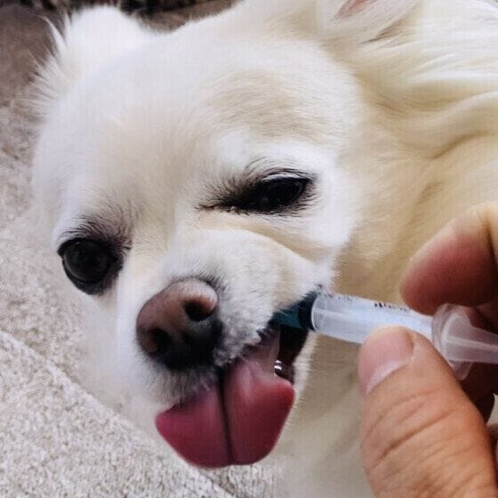 薬を飲むチワワ