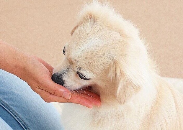 おやつで投薬練習をする犬