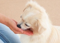 “薬嫌い”にさせないために！今から始める犬の投薬の練習