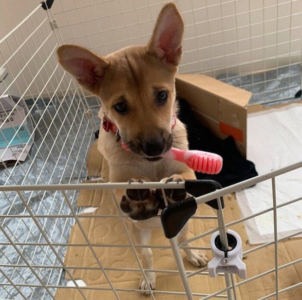 お迎え当時のステラちゃん