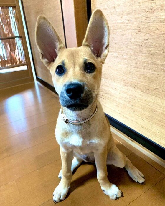 生後3カ月のころに撮影したステラちゃん