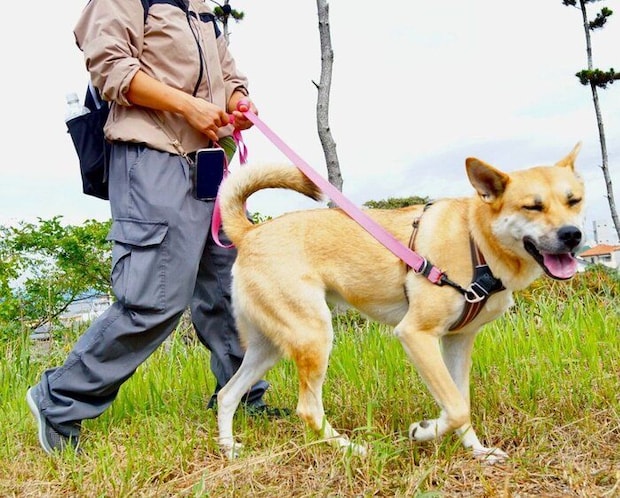 散歩を楽しむステラちゃん
