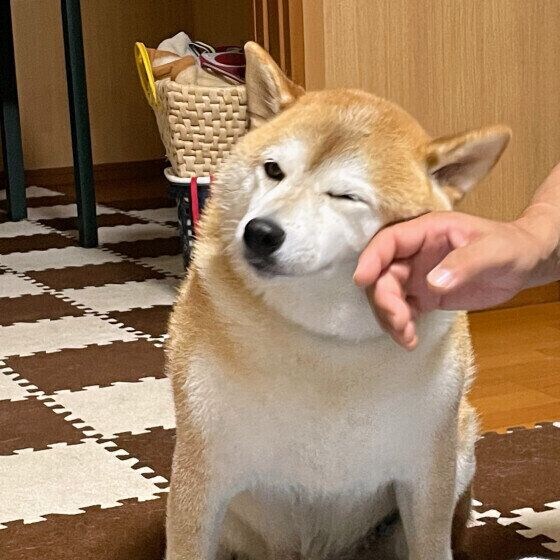 シニア犬の冬の過ごし方で気をつけることは? 高齢の犬の体調管理でできること いぬのきもち