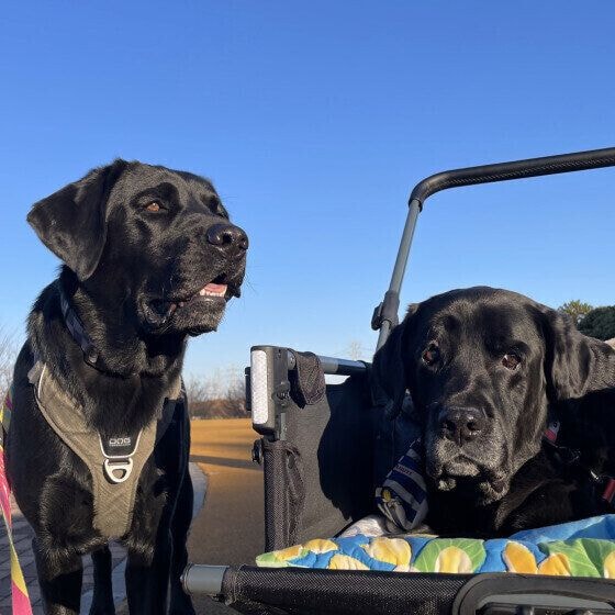 仲良くお散歩♪