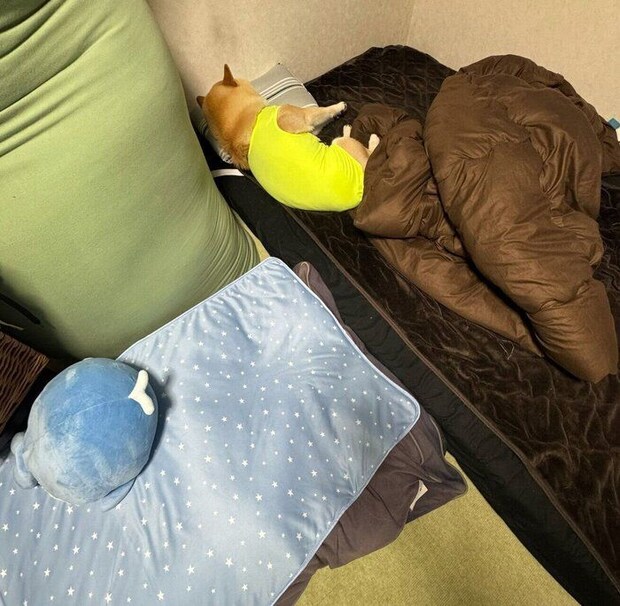 飼い主さんのベッドで眠るおもちくん