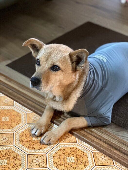 飼い主さんの家で暮らし始めたボビちゃん