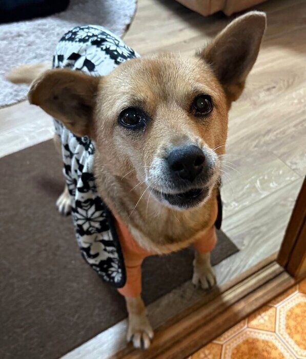 布団をかぶるボビちゃん