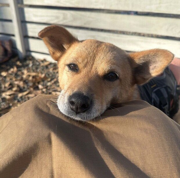 見つめるボビちゃん