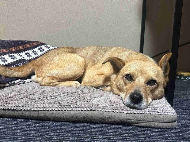 まったりするボビちゃん