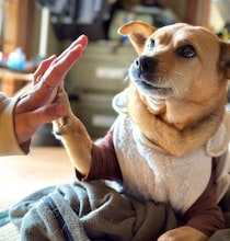 舌をちょこんと出して“タッチ”する元保護犬　シニアになっても変わらない素直な表情にほっこり！