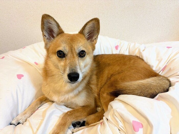 まったりするニコちゃん