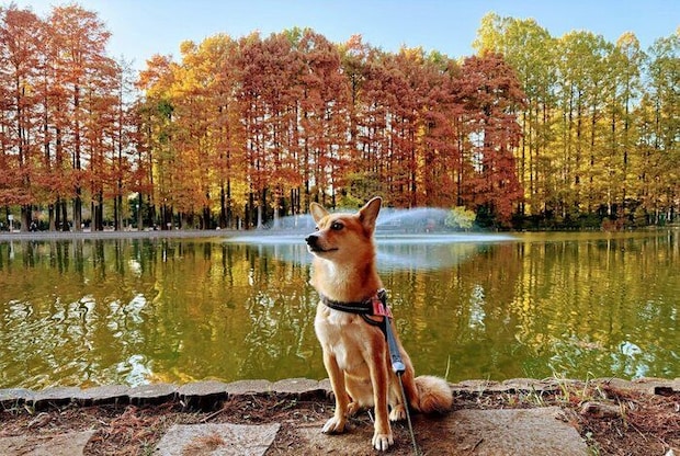 散歩を楽しむニコちゃん