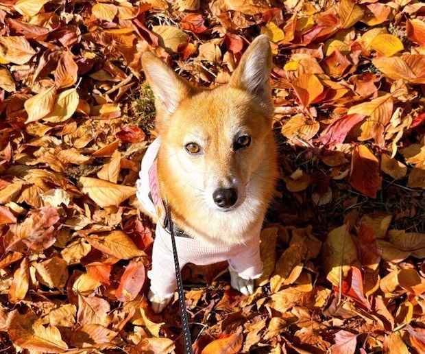 落ち葉の絨毯の上で写真を撮るニコちゃん