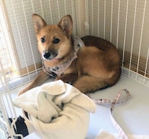 緊張から震えていた推定1才の元保護犬　3年後には、表情が明るく“飼い主さんへの愛情”があふれる存在に