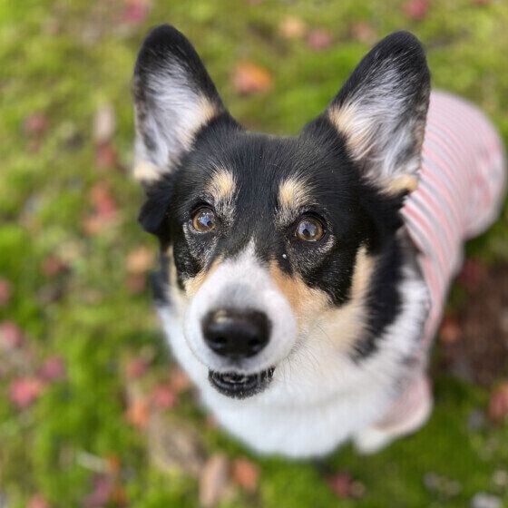 見上げるウェルシュ・コーギー・ペンブローク