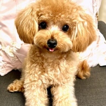 犬は寒いと水を飲まずに水分不足になる？ 冬に犬の水分補給を行うコツ