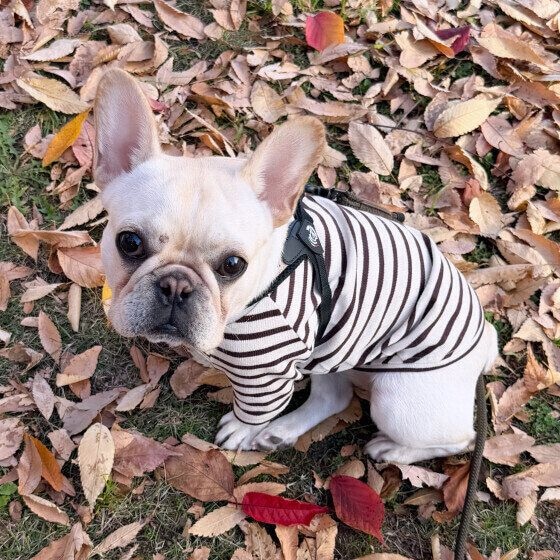 落ち葉がいっぱい