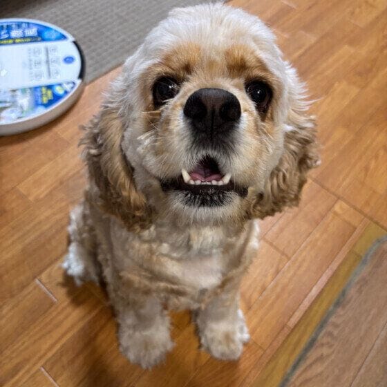 にっこり笑顔のアメリカン・コッカー・スパニエル