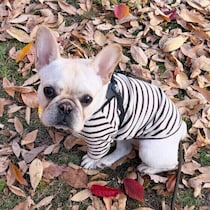 犬が冬に膀胱炎になりやすい理由と予防法　寒い季節は犬の膀胱炎に注意！