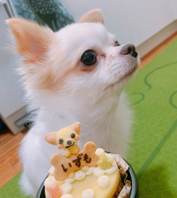 飼い主さんと正式に家族になった日のいずも丸くん