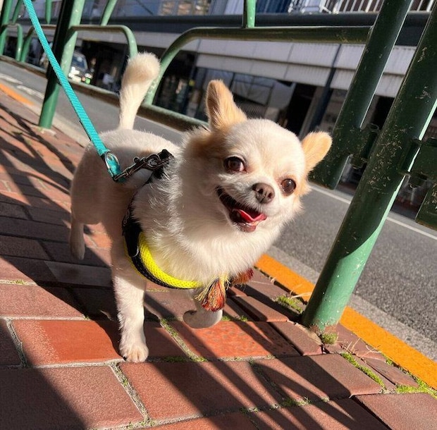 楽しそうないずも丸くん