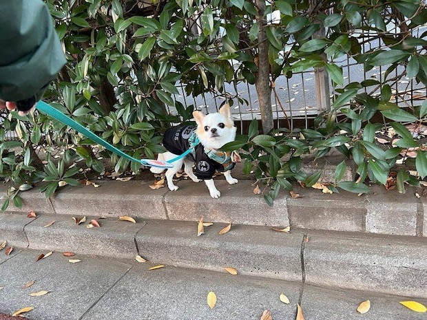 散歩中のいずも丸くん