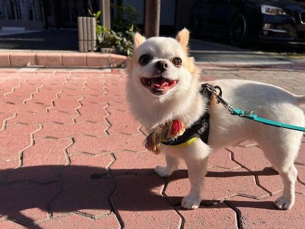 楽しそうに散歩するいずも丸くん