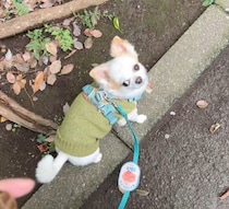 どこを歩くのが正解!?　段差の上を歩きながら「飼い主のポジショニング」を気にする元保護犬の姿にクスッ