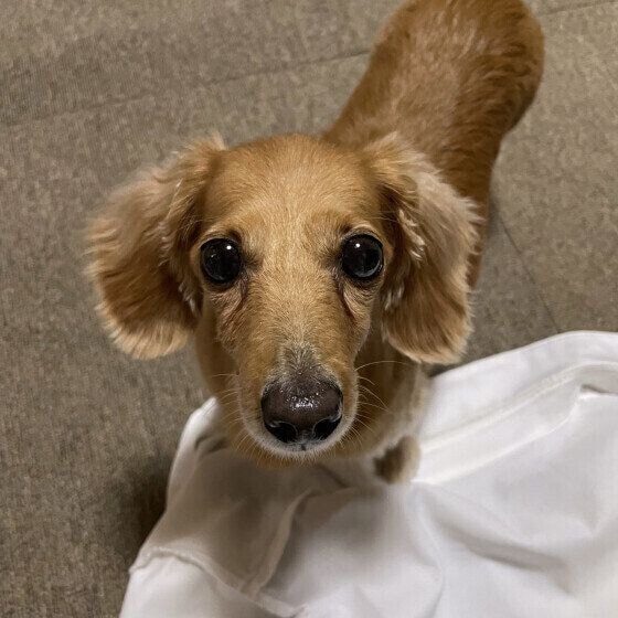 犬がうれしょんをする理由と対策 子犬にうれしょんが多いのはなぜ？ いぬのきもち