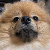 犬がうれしょんをする理由と対策 子犬にうれしょんが多いのはなぜ？