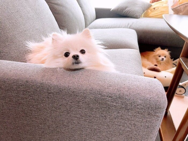 飼い主さんを見つめるうにちゃん　後ろにいるのは先住犬のあぐちゃん