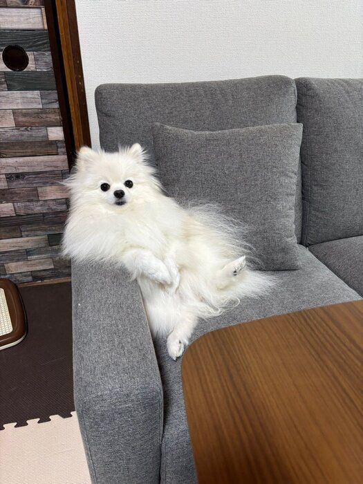 ひじ掛けを使って座るポメラニアンのうにちゃん