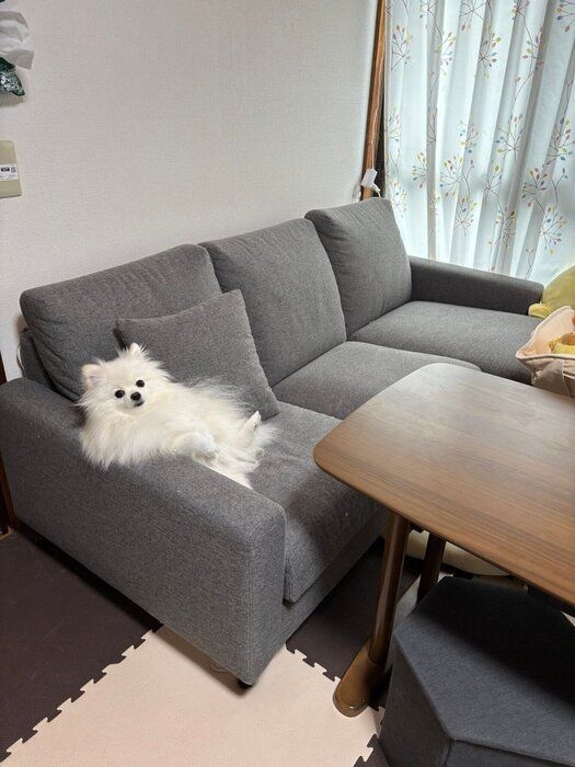 コメント欄には「それで、あれはどうなんだその、散歩のほうは……どうなんだ？」など、うにちゃんの気持ちを“想像”するような声も多数