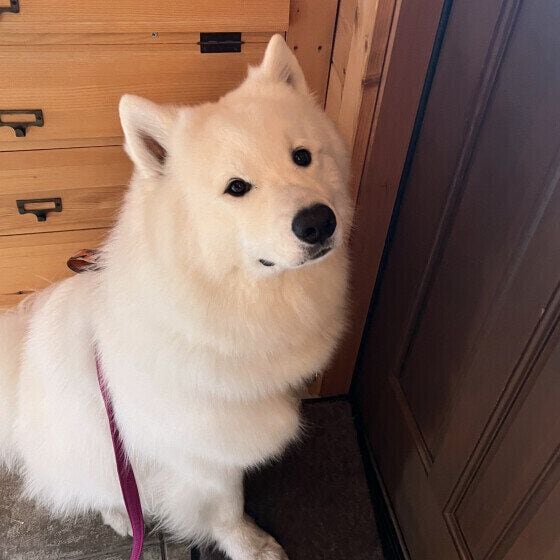 サモエドのサムくん